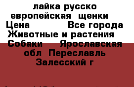 лайка русско-европейская (щенки) › Цена ­ 5 000 - Все города Животные и растения » Собаки   . Ярославская обл.,Переславль-Залесский г.